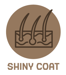 shiny coat