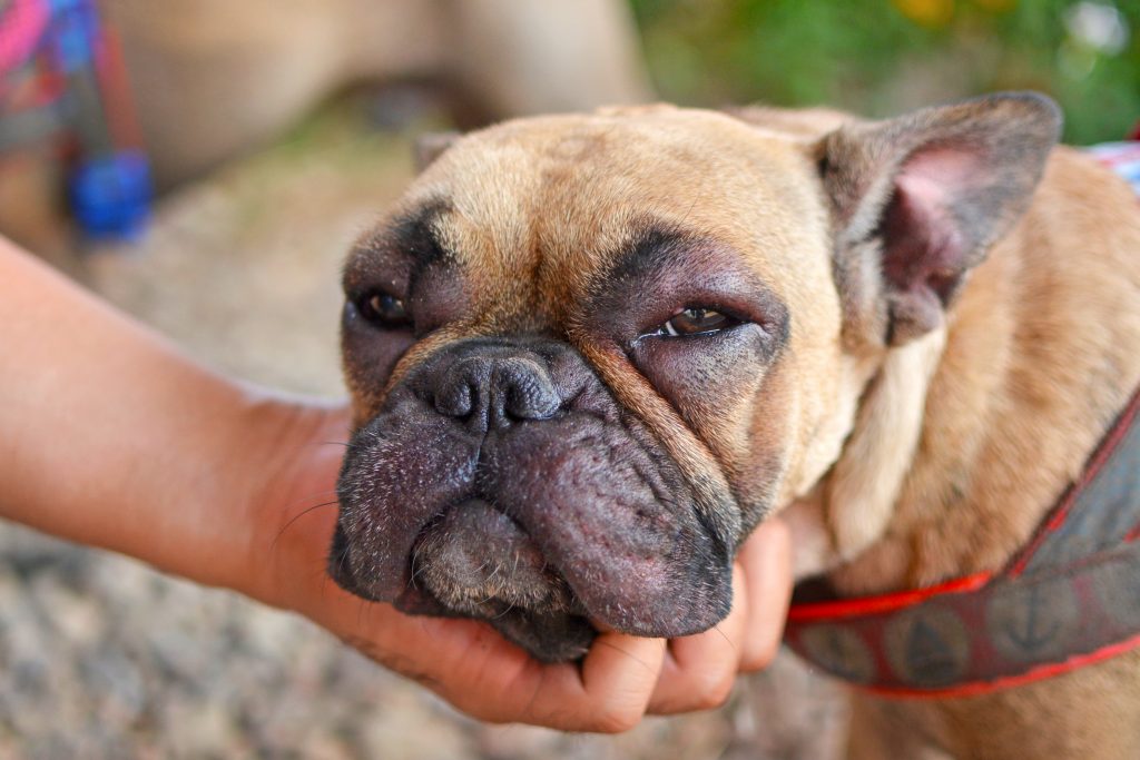 ALERGIC DOG - FRANCEBULLDOG