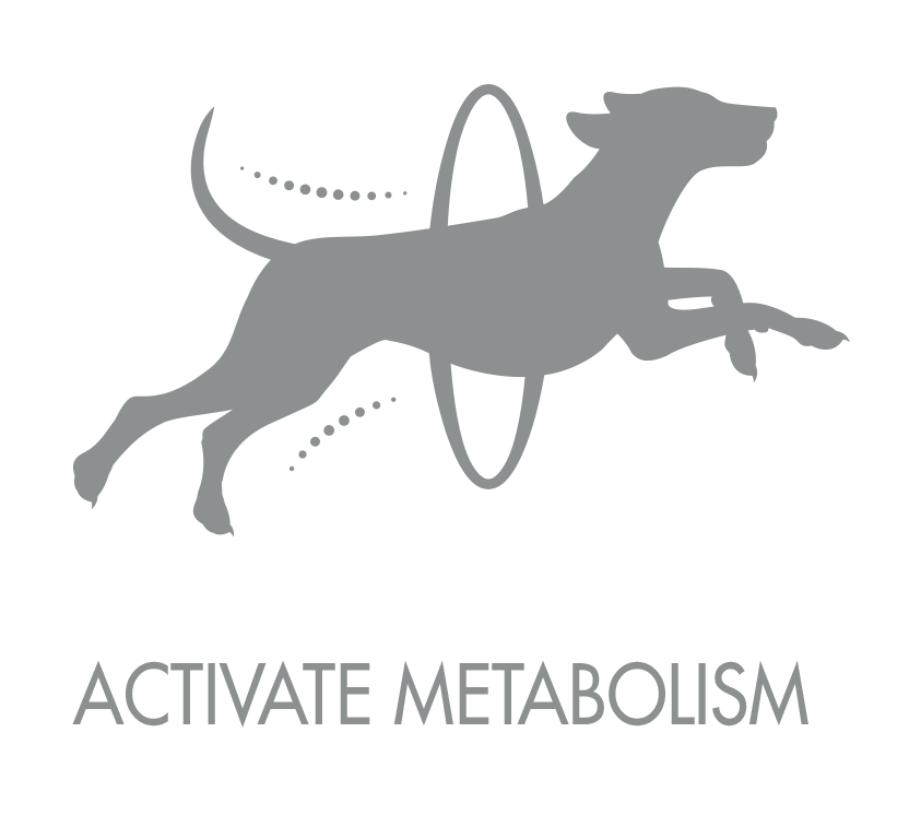 active_metabolism